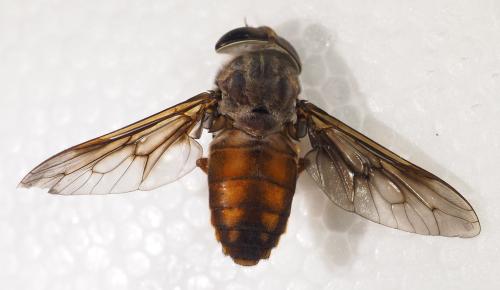 Réf. 316 897 : Tabanus importunus